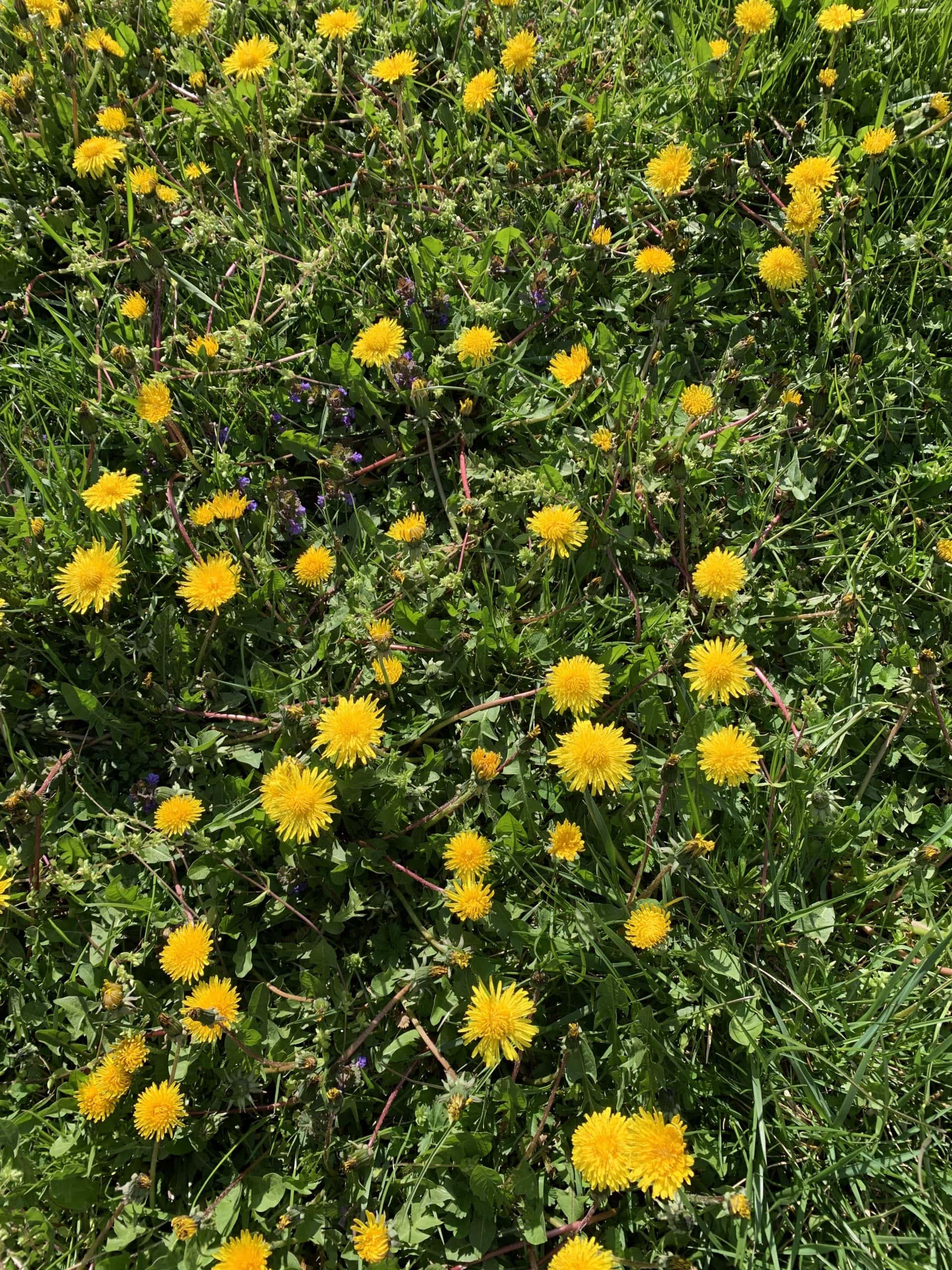 20210426_072716587_iOS Löwenzahnsirup aus Löwenzahnblüten kannst ganz einfach selber machen.