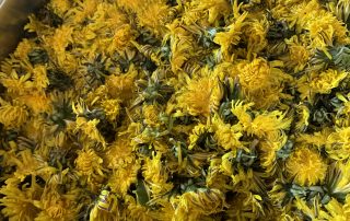 Löwenzahnblüten zum Sirup verarbeiten - ideal für deine Frühjahrs-Entschlackungskur