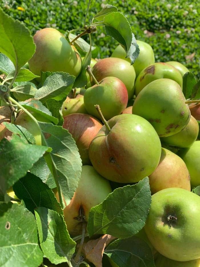 Apfelessig selber machen Rezept - mit Äpfeln aus dem eigenen Garten - hochwertiges Ferment für deinen Darm und Unterstützung des Säure-Basen-Haushalts