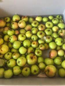 Äpfel waschen für den Apfelessig Rezept