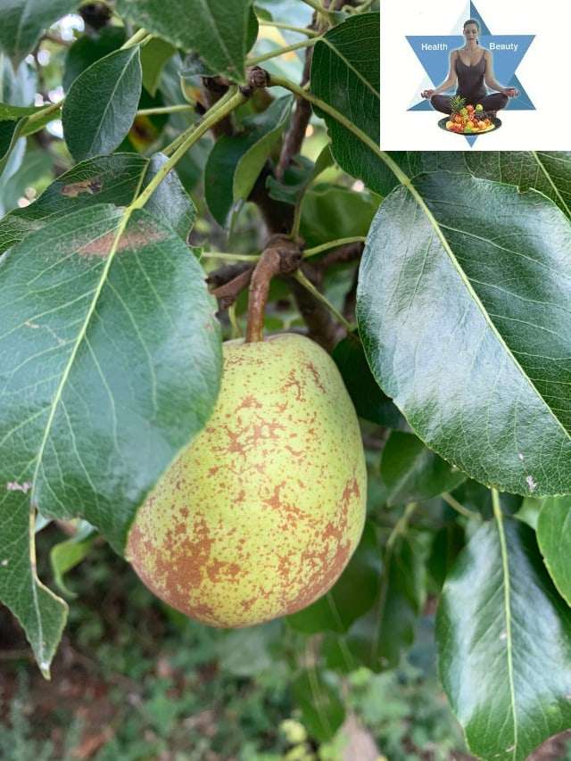 Birnen_aus_dem_Garten (1) Birnen werden in der TCM bei Trockenheit und Schleim eingesetzt.