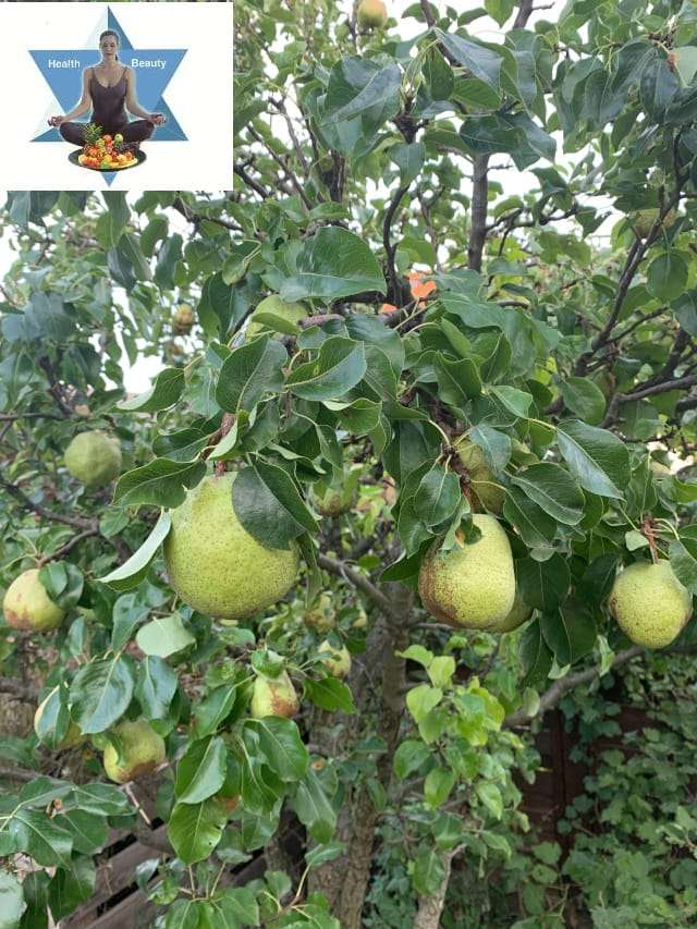 Birnen_aus_dem_Garten (2) Wirkung aus der TCM - Lunge und Darm befeuchten, YIN tonisieren, Hitze reduzieren, Schleim transformieren