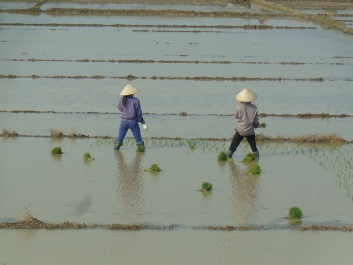 CIMG1532 Frauen auf den Reisfeldern in Vietnam