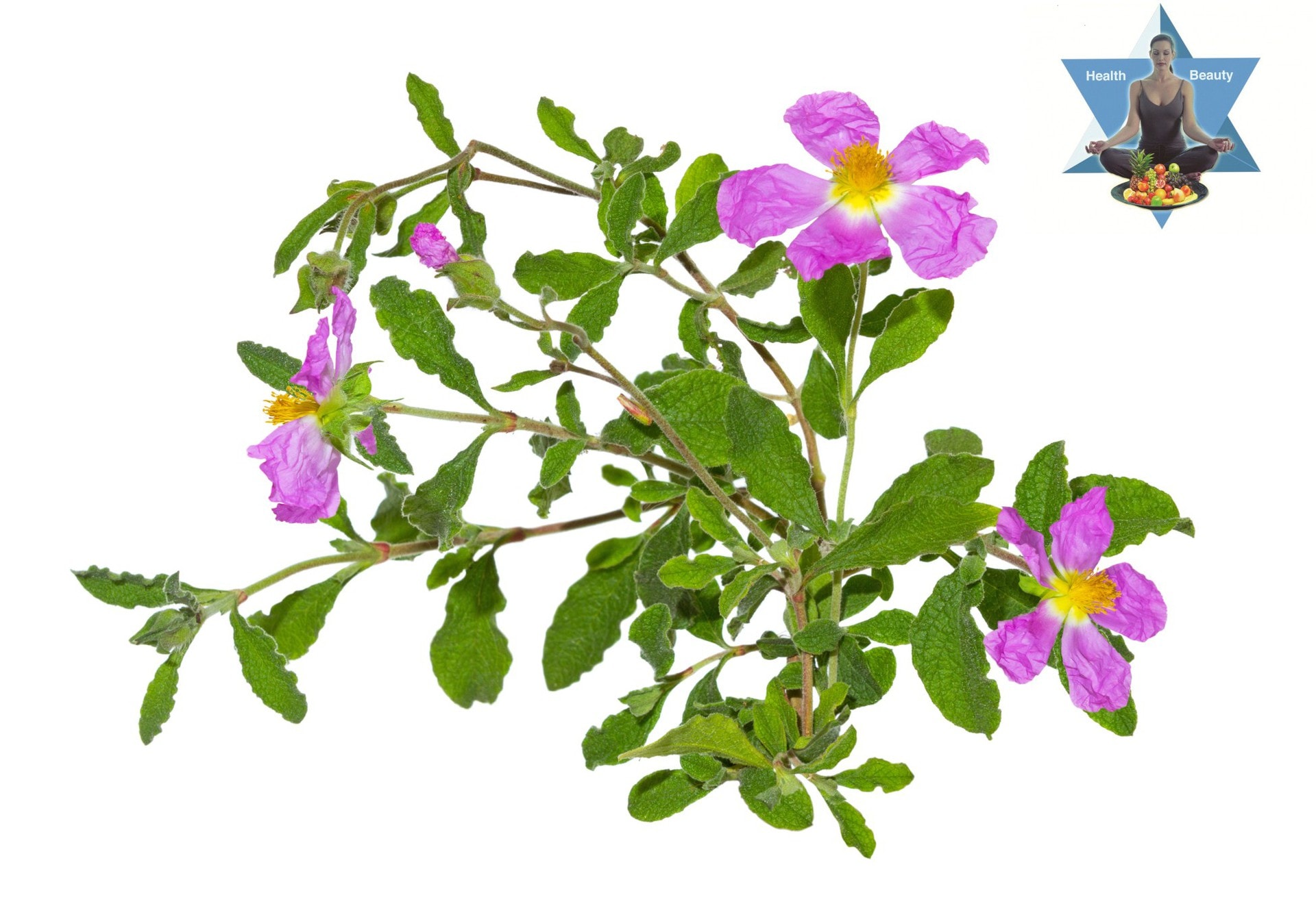 Cistus Incanus Tauricus Cistus kaufen LR Shop Cistus Tee Cistus Kapseln