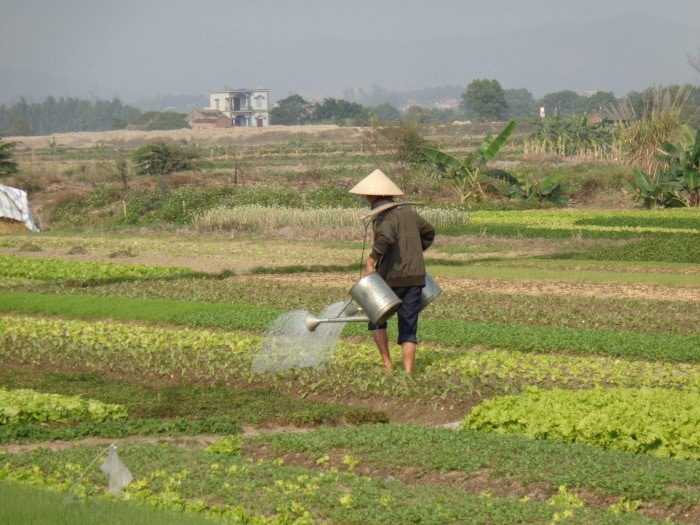 DSC00366 Vietnamesischer Bauer gießt seine Beete - vietnamesisch Essen und Kochen
