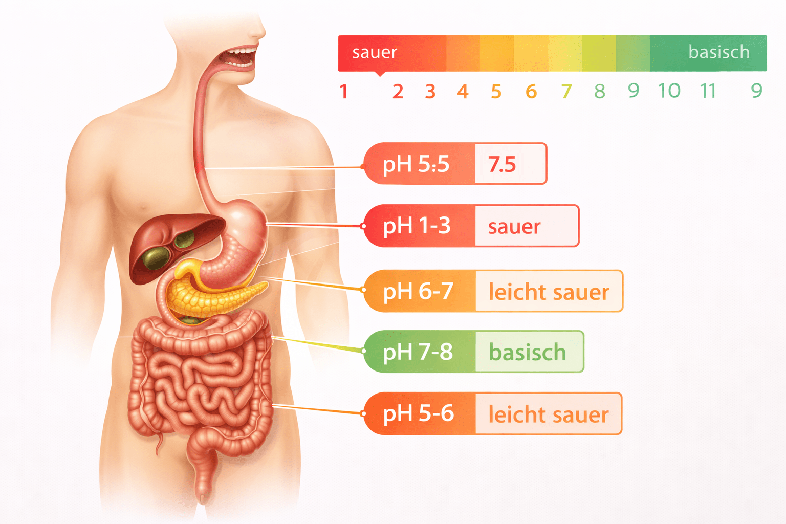 Weg der Nahrung - Säure-Basen-hasuhalt - Übesäuerung