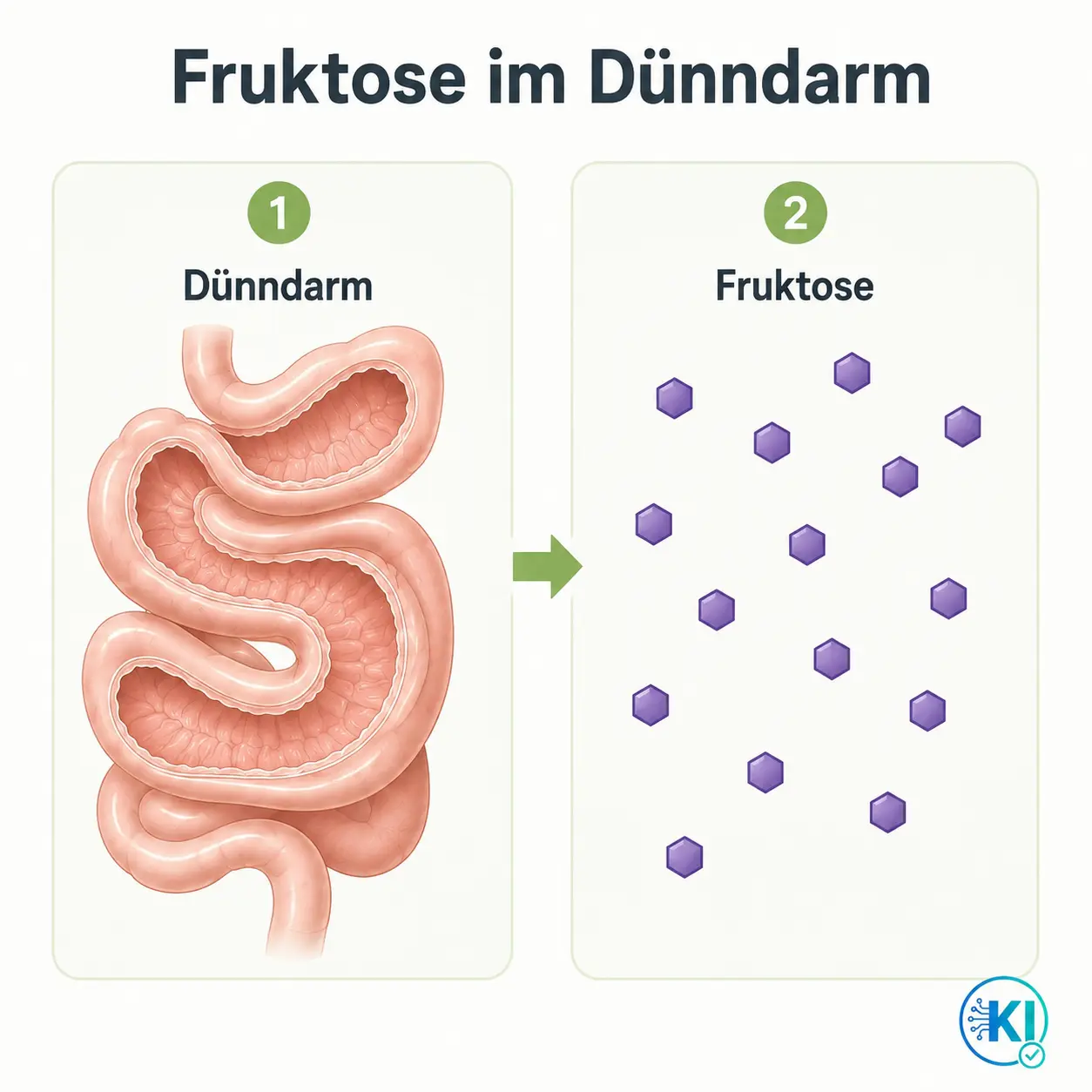Fruktose im Dünndarm_ Schritte 1–2 Wie wird Fruktose im Darm verarbeitet