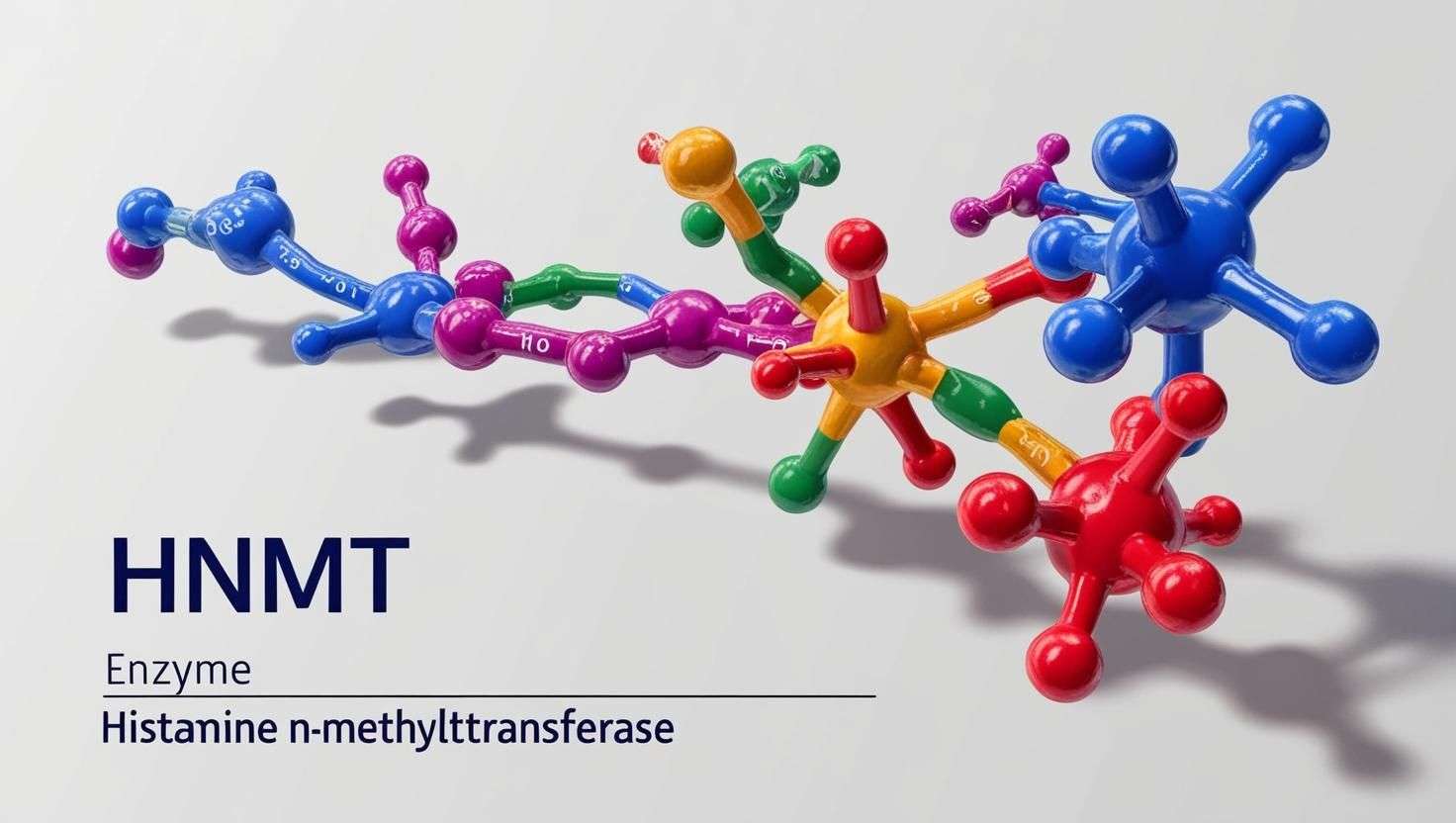 HNMT Das Enzym Histamin-N-Methyltransferase (HNMT) ist für den Abbau von Histamin zuständig