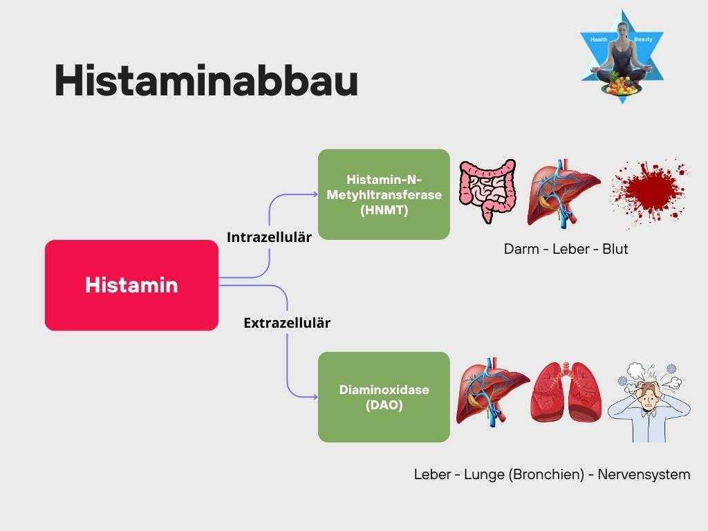 Histamin (1) Abbau von Histamin im KÖrper - DAO und HNMT -