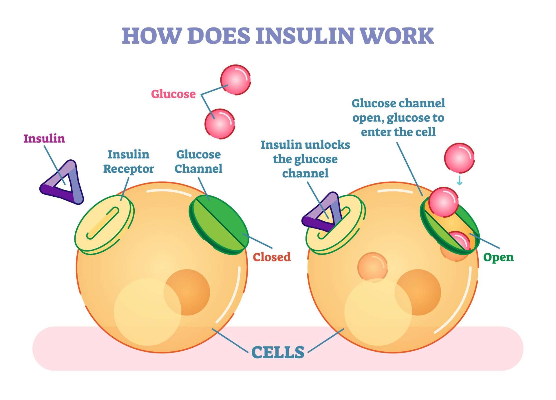 How_Does_Insulin_Work Insulin und der Insulinspiegel im Blut spielt eine große Rolle bei Heißhunger auf Süßes