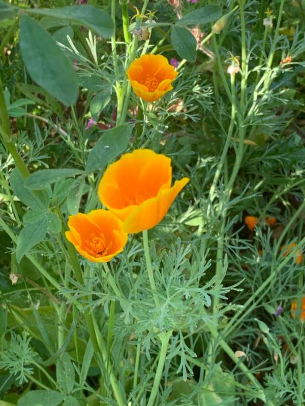 Kalifornischer_Mohn_gelb_Eschscholziae Kalifornischer Mohn Mohn ein YIN-Tonikum in der TCM