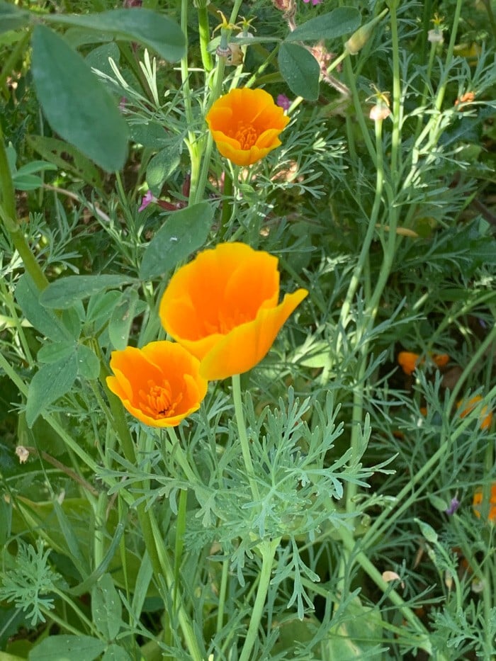 Kalifornischer Mohn Mohn ein YIN-Tonikum in der TCM