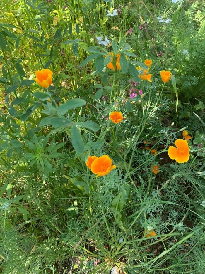 Kalifornischer_Mohn_gelb_Eschscholziae_2 Mohn ein YIN-Tonikum und gut für die Nerven