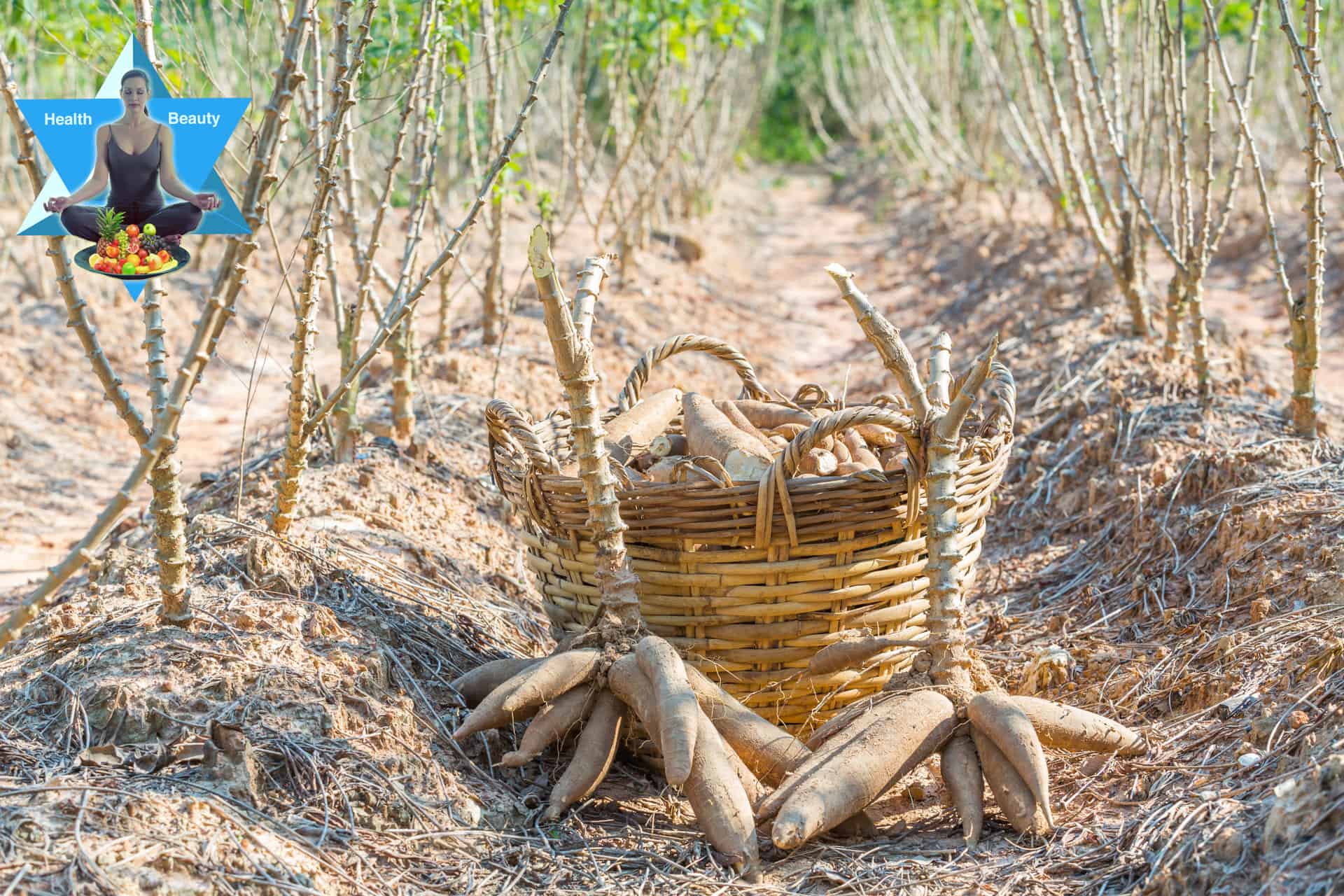 Maniok oder auch Kassava oder Cassava ist eine afrikanische Wurzel, welche süßlich schmeckt und sich durch einen hohen Ballaststoffgehalt auszeichnet. Auch für die Autoimmun-Ernährung geeignet.