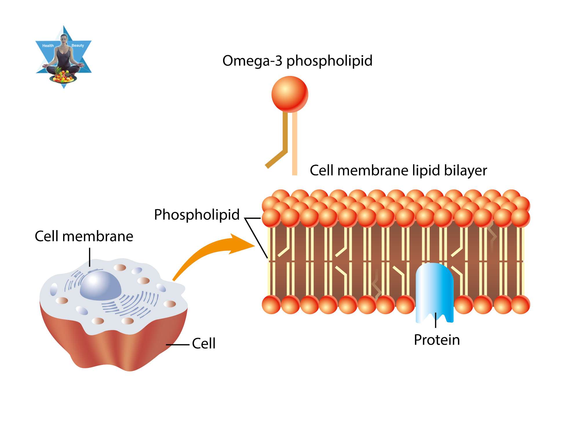 Omega3 phospholipid en Hanf besteht aus guten Fetten und Omega 3, ketogenes Hanf-Hüttenbrot für die antienzündliche Ernährung, glutenfrei