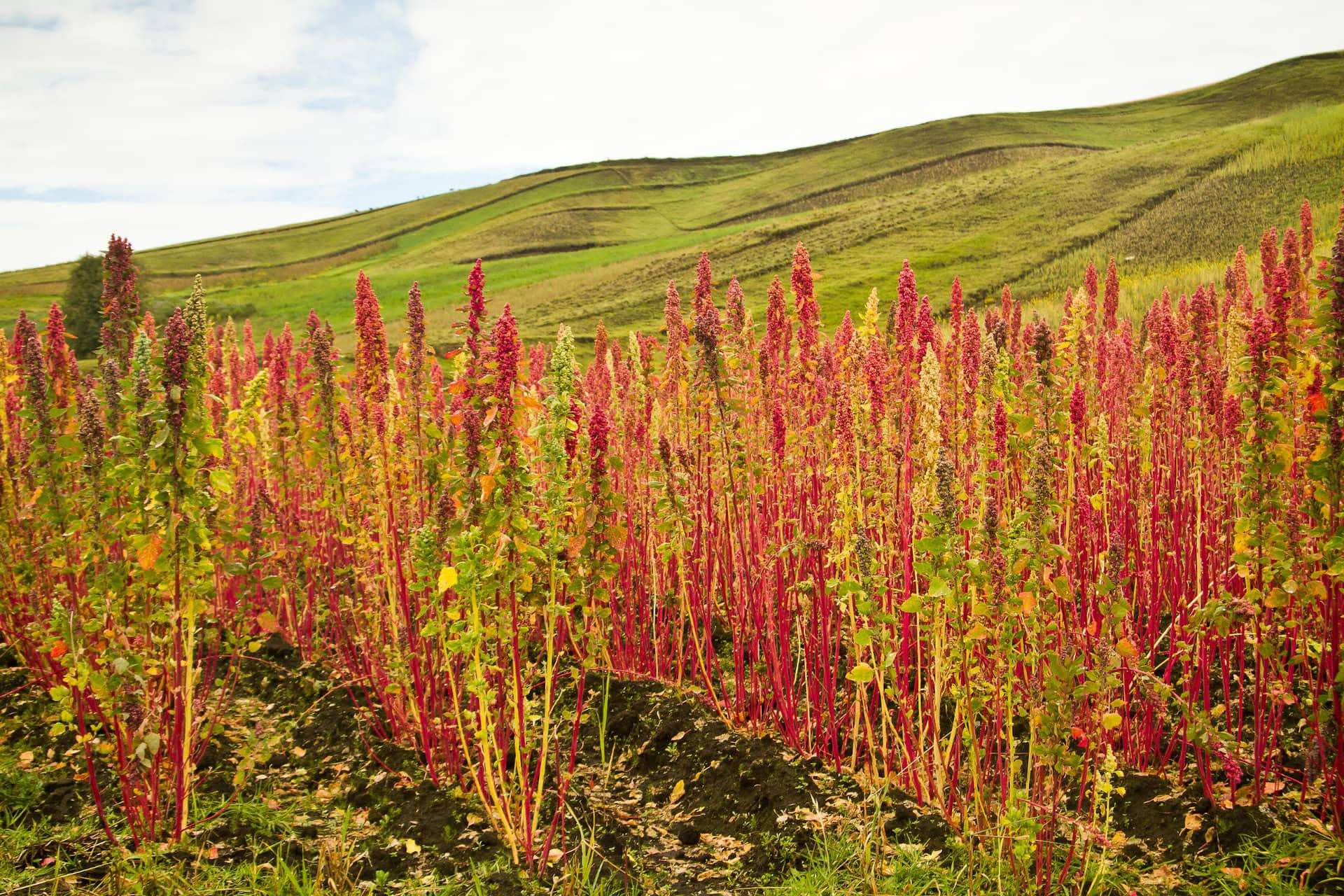 Der Anbau von Quinoa erfolgt hauptsächlich in Südamerika und ist ein Grundnahrungsmittel in Peru. 