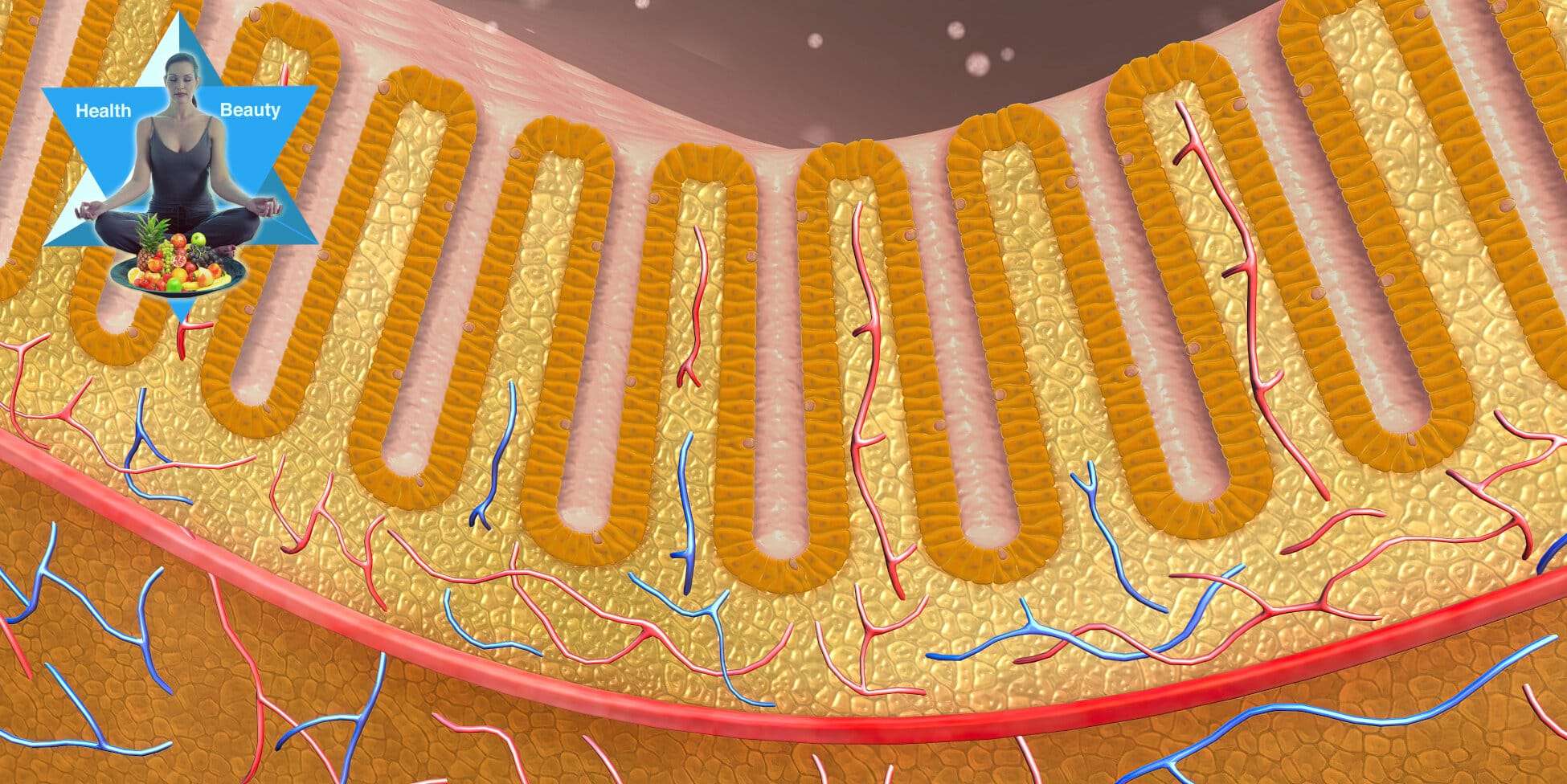darmschleimhaut_immunsystem Mit Flohsamenschalen und Leinsamen im falschen Grieskoch die Darmschleimhaut schützen und regenerieren