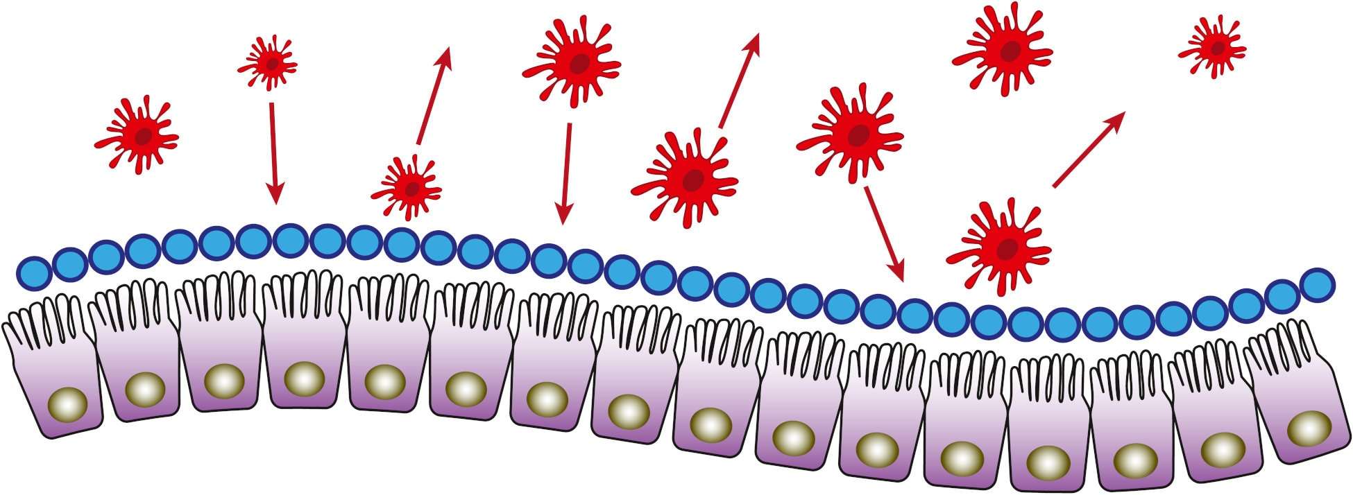 darmschleimhaut_mucosa Eine gesunde Ernährung und Lebensstil ist ausschlaggebend, ob deine Darmschleimhaut gesund ist. Autoimmun-Erkrankungen können von einem Leaky Gut ausgelöst werden.