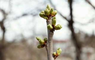 Dojozeit Vor-Frühling die Übergangszeit in der TCM vom Winter in den Frühling - Vorbereiten LEBER-YANG besänftigen reduzieren