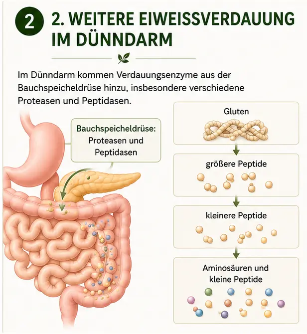 gluten_schritt_2 Gluten werden in Aminosäuren udn kleienre Peptide aufgespalten im Dünndarm