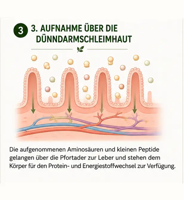 gluten_schritt_3 Zöliakie – Immunreaktion auf Gluten und Veränderung der Dünndarmzotten