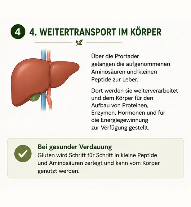 gluten_schritt_4 Weiterverarbeitung durch die Leber