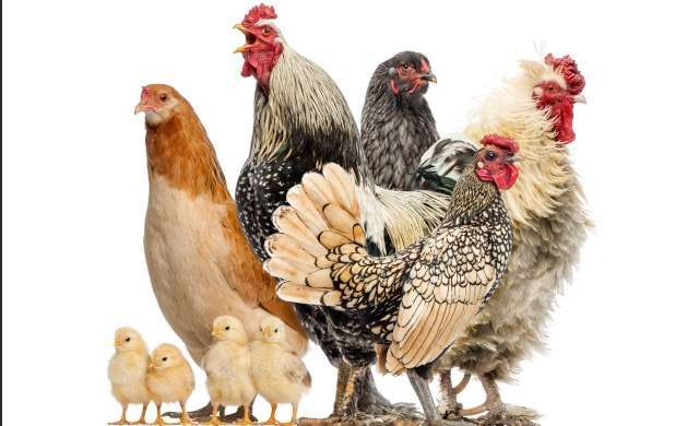 Unverträglichkeit auf Huhn Pute oder auch Ei testen in Wien