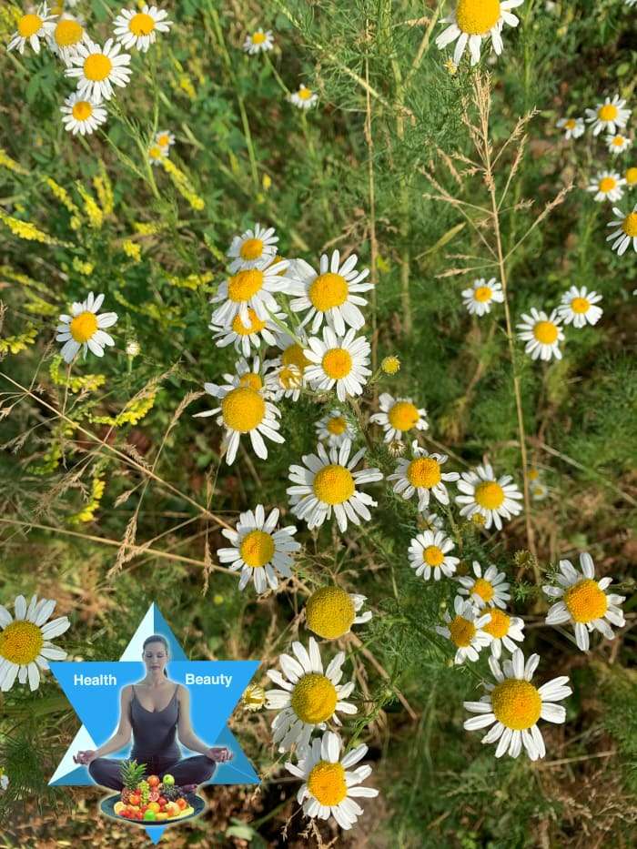 kamillenblueten (5) Im Sommer bis in die Dojozeit Vor-Herbst blüht die Kamille und du kannst täglich Blüten ernten