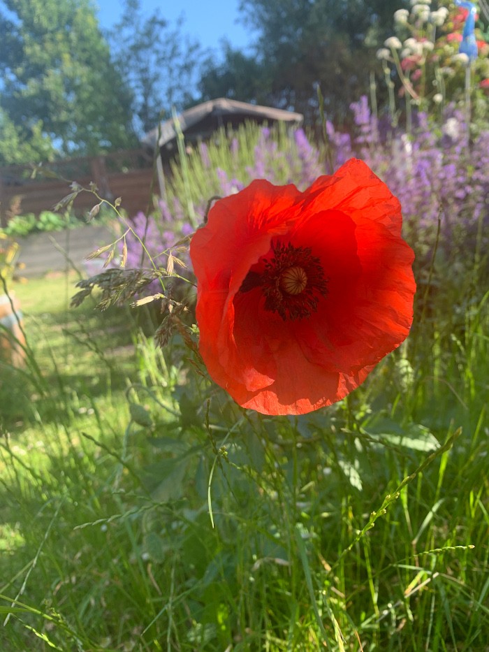 mohn_pflanze Mohn ein YIN-tonikum in der TCM - kühlend, entzündungshemmend