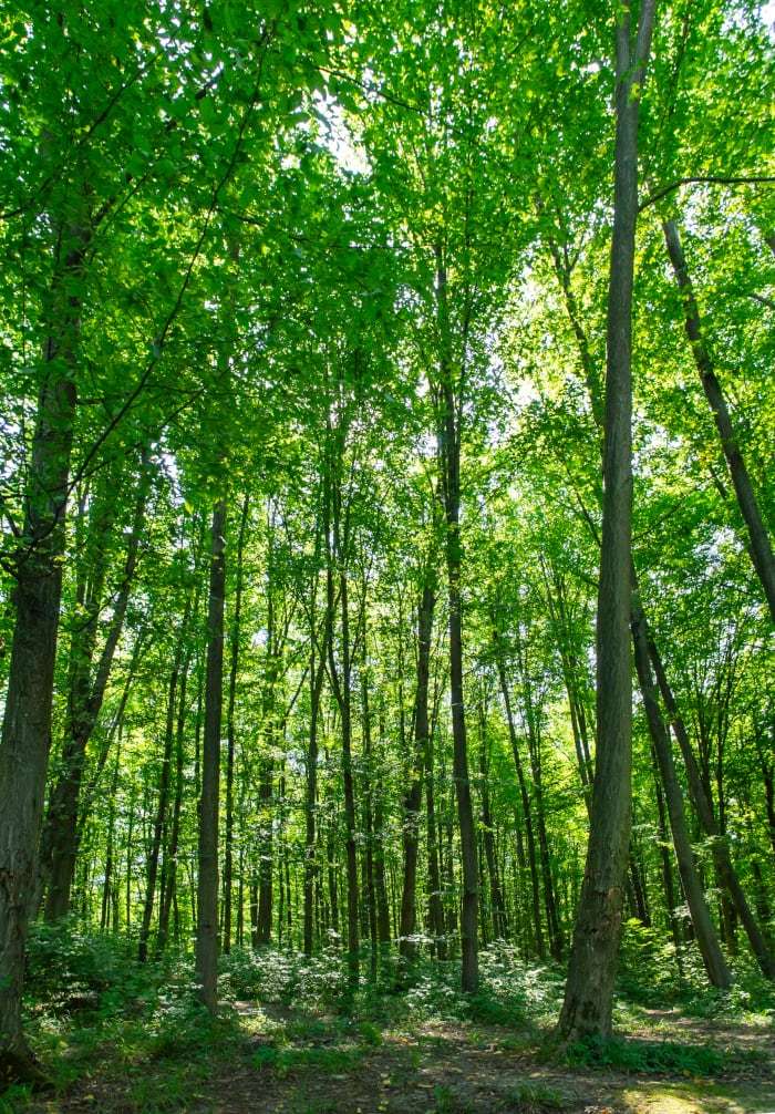 ein Spaziergang oder laufen im Wald löst LEBER-QI-Stagnationen - die Farbe grün wirkt hier zusätzlich heilsam.