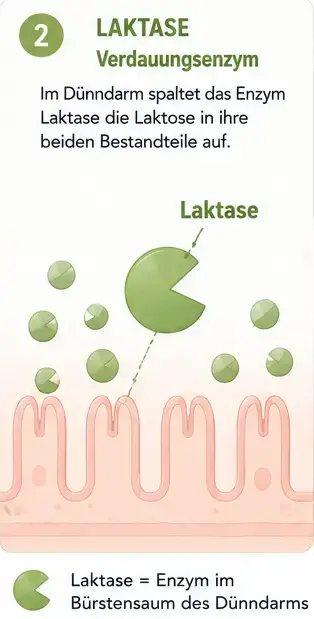wie_laktose_2 (1) Im Dünndarm wird der Milchzucker mit Laktase aufgespalten.