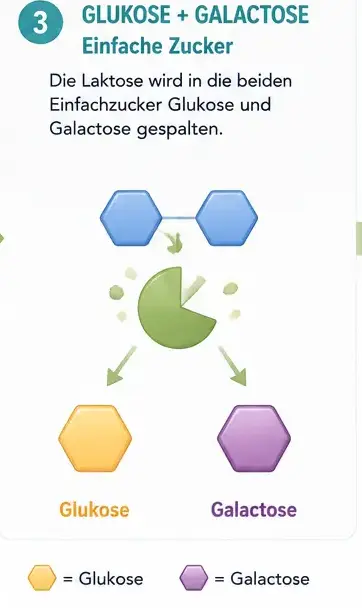 wie_laktose_3 Im Dünndarm wird der Milchzucker in Glukose und Galaktose aufgespaltet