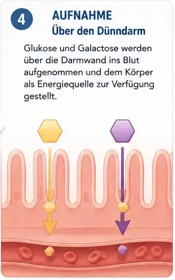 wie_laktose_4 Über Dünndarm wird der Milchzucker ins Blut aufgenommen und weitertransportiert.
