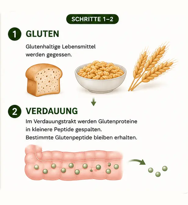zoeliakie_1_2 Gluten und Zöliakie - Verdauung