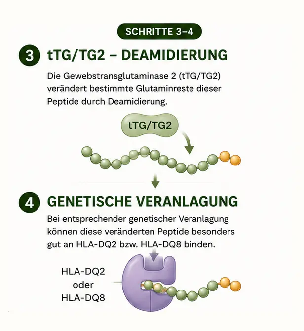 zoeliakie_3_4 Immunreaktion nach dem Essen von Gluten