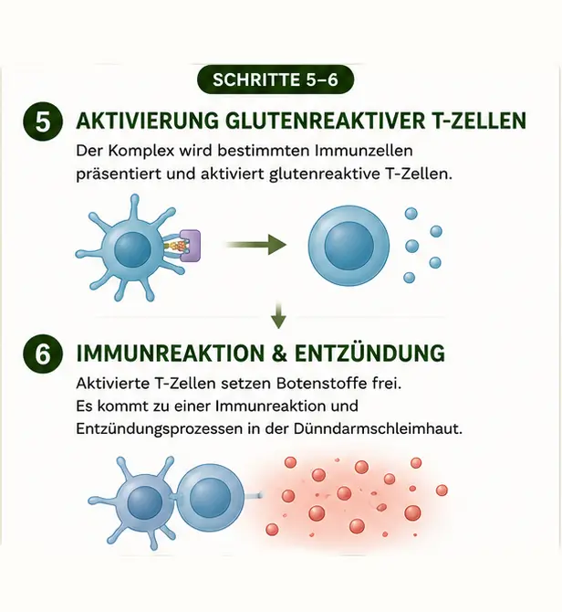 zoeliakie_5_6 Immunreaktion nach dem Essen von Gluten