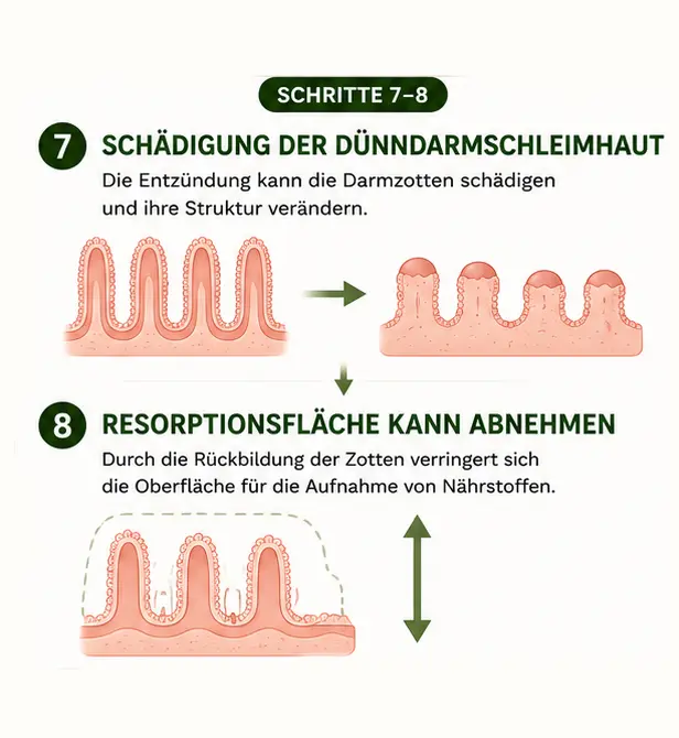 zoeliakie_7_8 Die Darmzotten werden geschädigt durch Gluten.